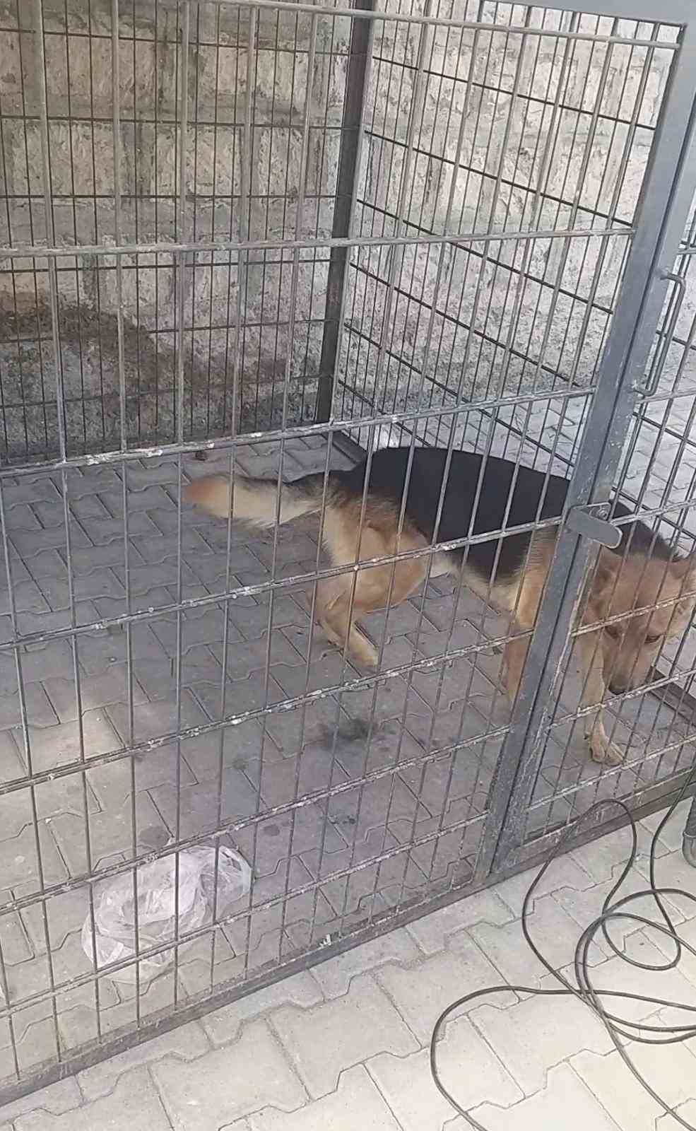 Gence saldıran köpek yakalandı, bakıcısına işlem yapıldı