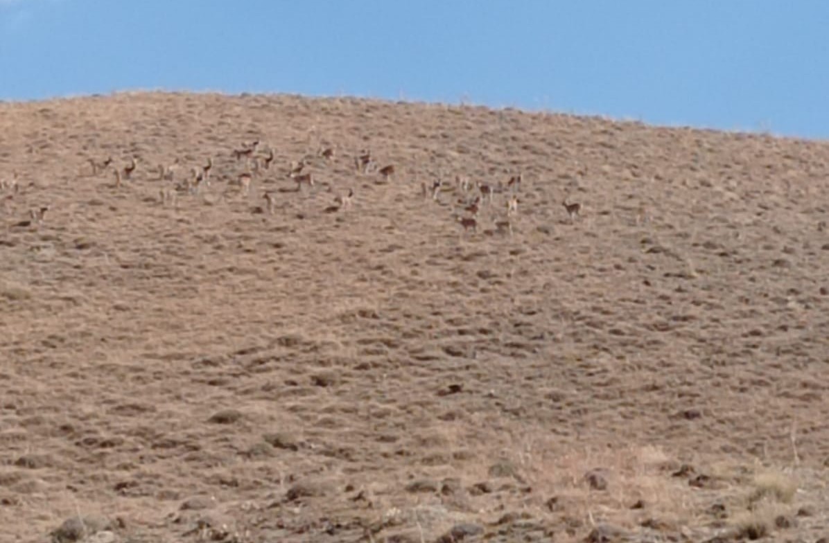 Hakkari&rsquo;de dağ ke&ccedil;ileri s&uuml;r&uuml;s&uuml; g&ouml;r&uuml;ld&uuml;
