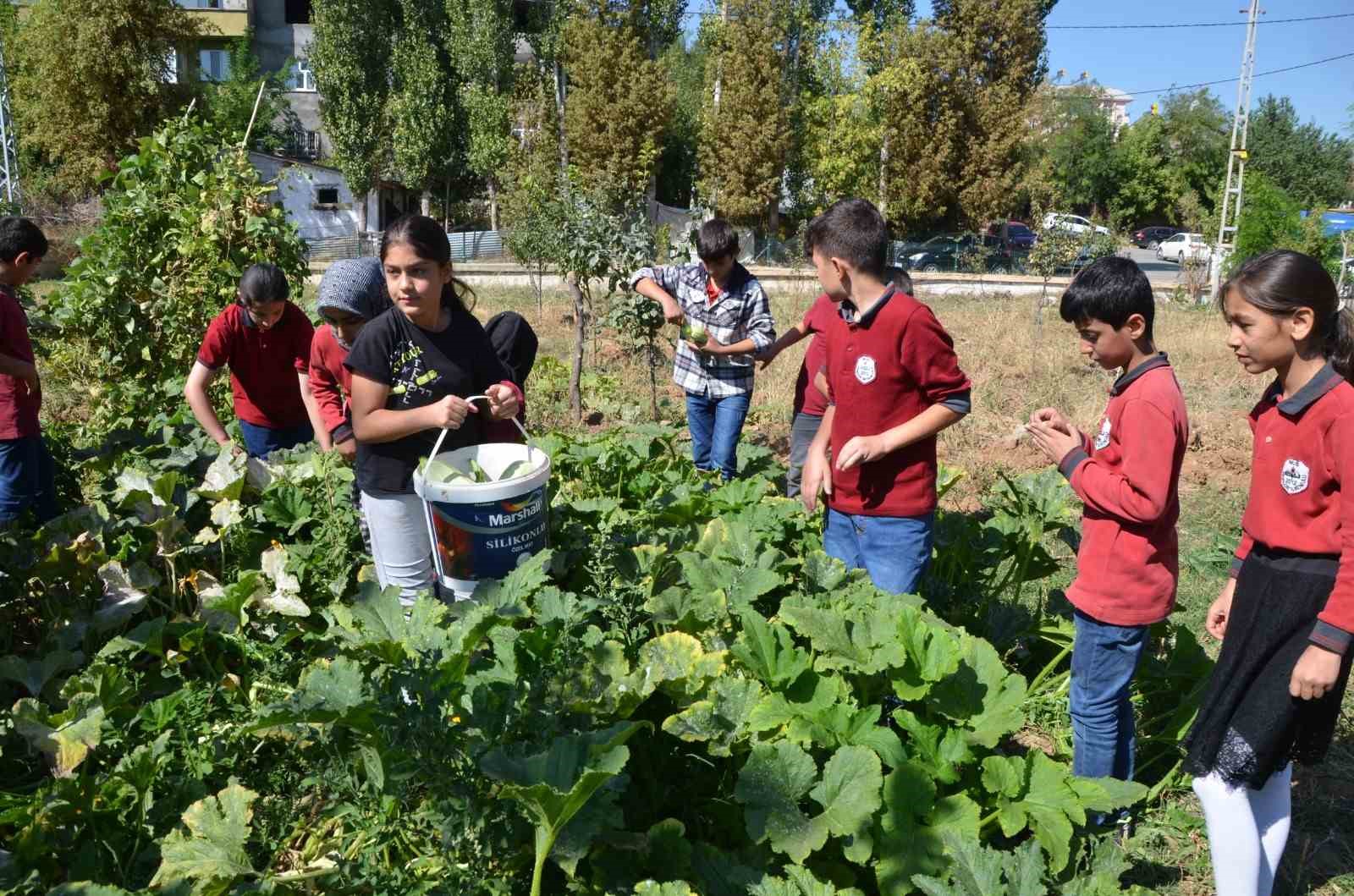 Okulun bahçesinde kalan "kuzular" öğrencilerin maskotu oldu
