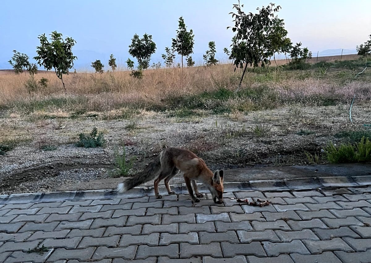 Davetsiz misafir yavru tilki, piknik&ccedil;ilerin sofrasına ortak oluyor
