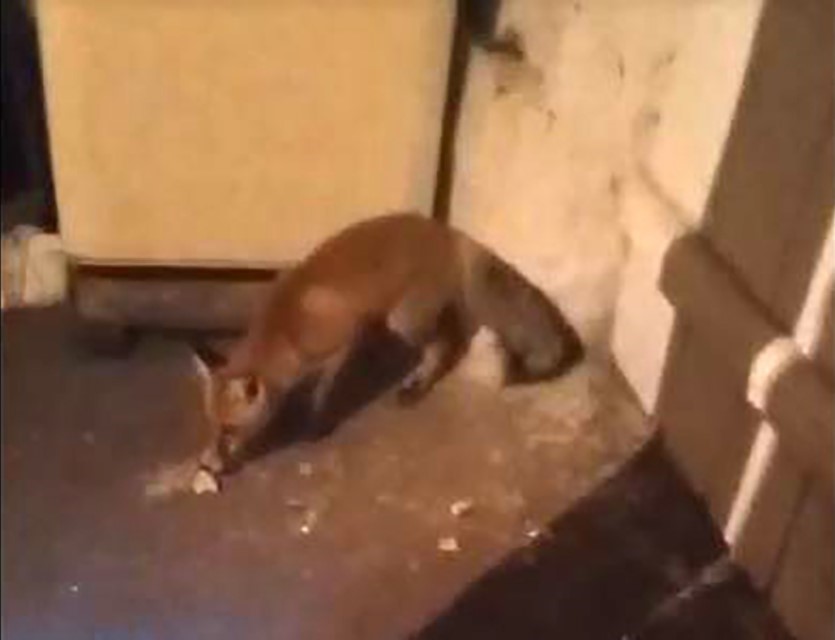 A&ccedil; kalıp eve dalan tilkiyi beslediler
