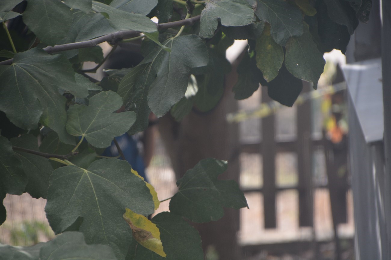 Sinop’ta psikolojik sorunları bulunan vatandaş kendini asarken kurtarıldı