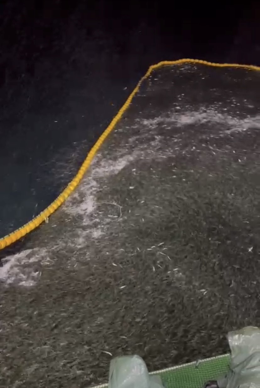 Gırgır teknesi Bozcaada a&ccedil;ıklarında 75 ton sardalya yakaladı
