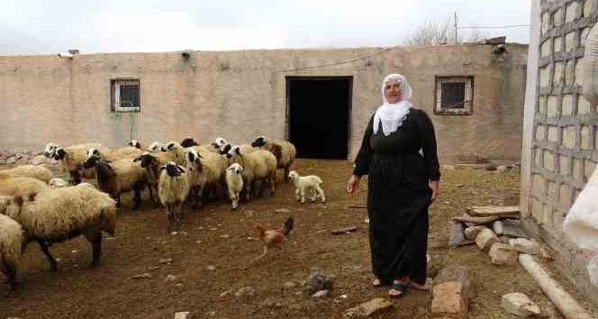 Mardin’in tek kadın muhtarı Nebahat, gelin geldiği köyü iki dönemdir yönetiyor