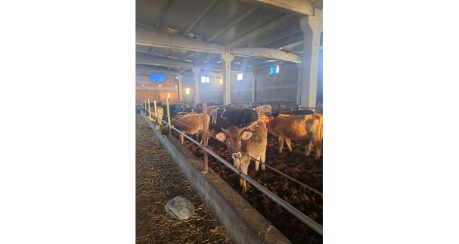 Kırklareli’de 39 kaçak hayvan yakalandı