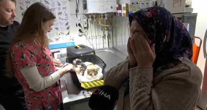 Depremden kurtulan kedi, sezaryenle yavrularını dünyaya getirdi