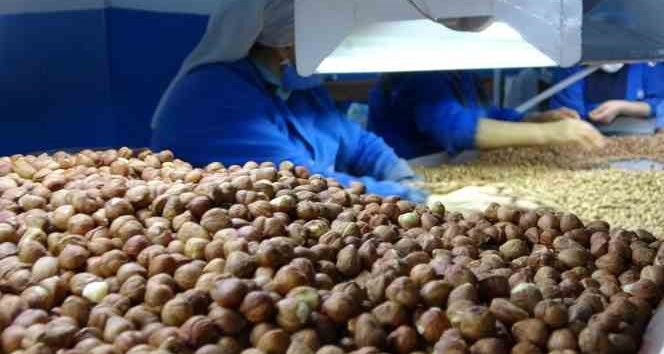 Ordu’da serbest piyasada fındık 55 liradan işlem görüyor