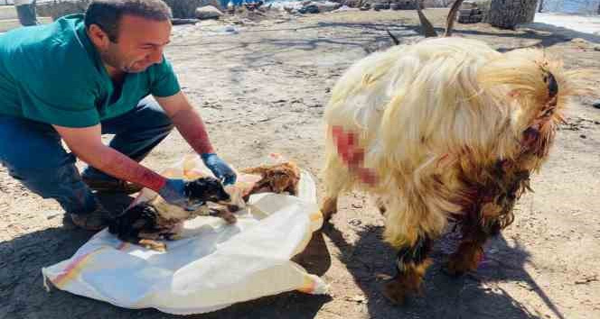 Hamile keçiyi sezaryen yaprak kesilmekten kurtardı