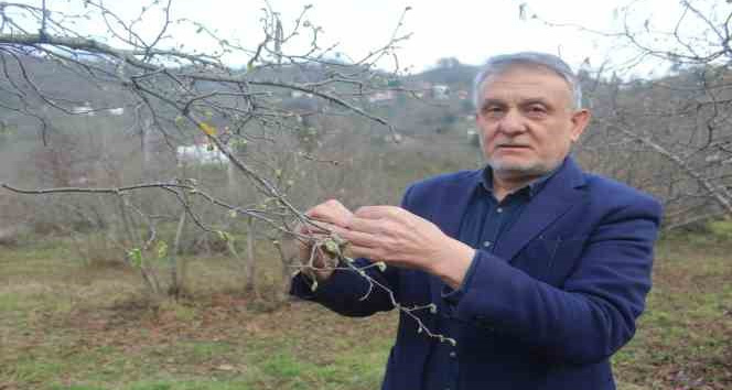 Fındık için kış kurak geçince nisan yağmurları bekleniyor