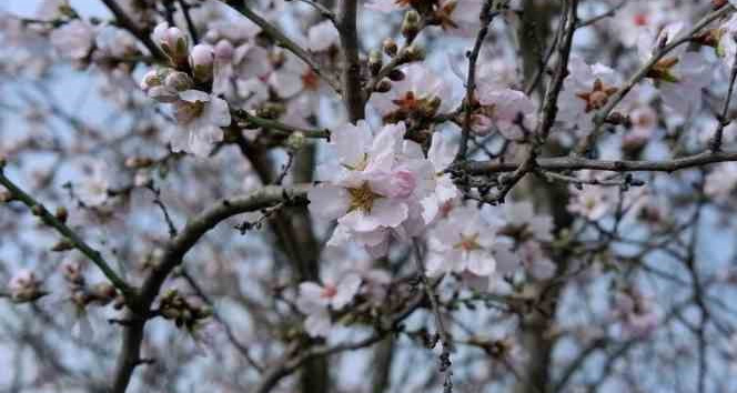 Edirne’de badem ağaçları erken çiçek açtı