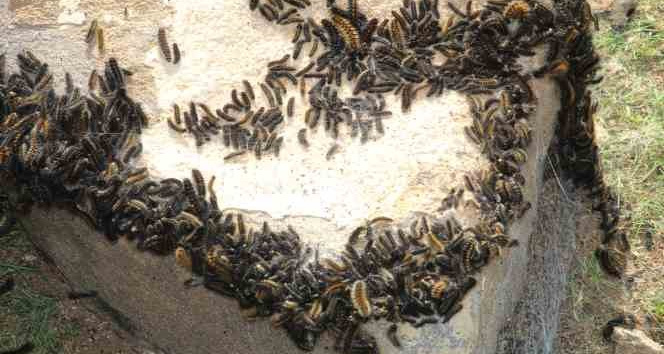 Şırnak’ta tırtıl istilası, köylüler tedirgin