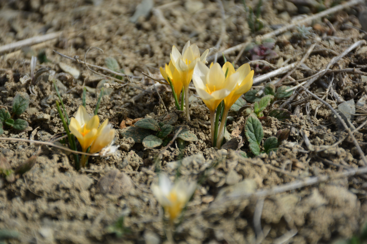 Baharın müjdecisi çiğdemler çiçek açtı, bozkır renklendi
