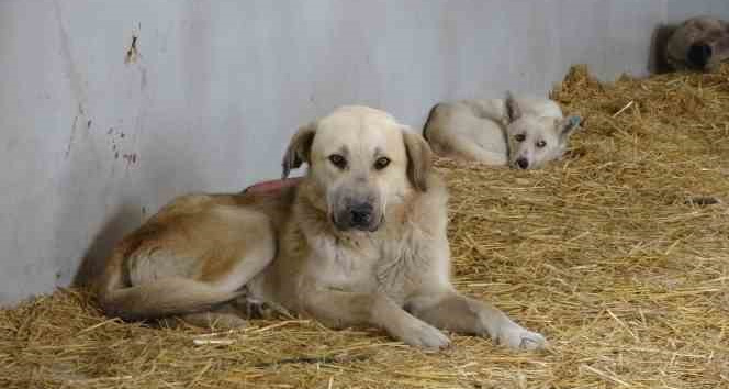 (Özel) Çanakkale’de kırsaldaki 10 bin sokak hayvanı kısırlaştırılacak