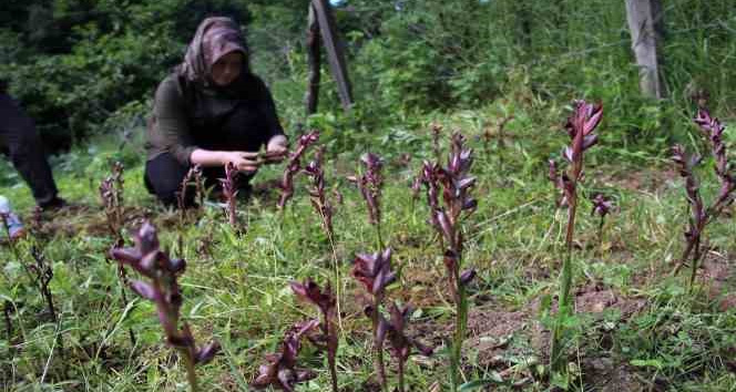 Giresun’da fındığa ek gelir maviyemiş ve salep üretimine hibe desteği