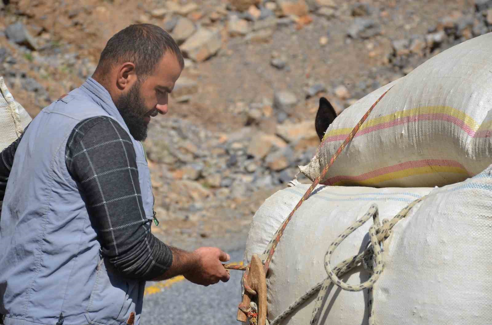 Şırnak’ta yaylalarda toplanan ’heliz otu’ at sırtında beldeye indiriliyor