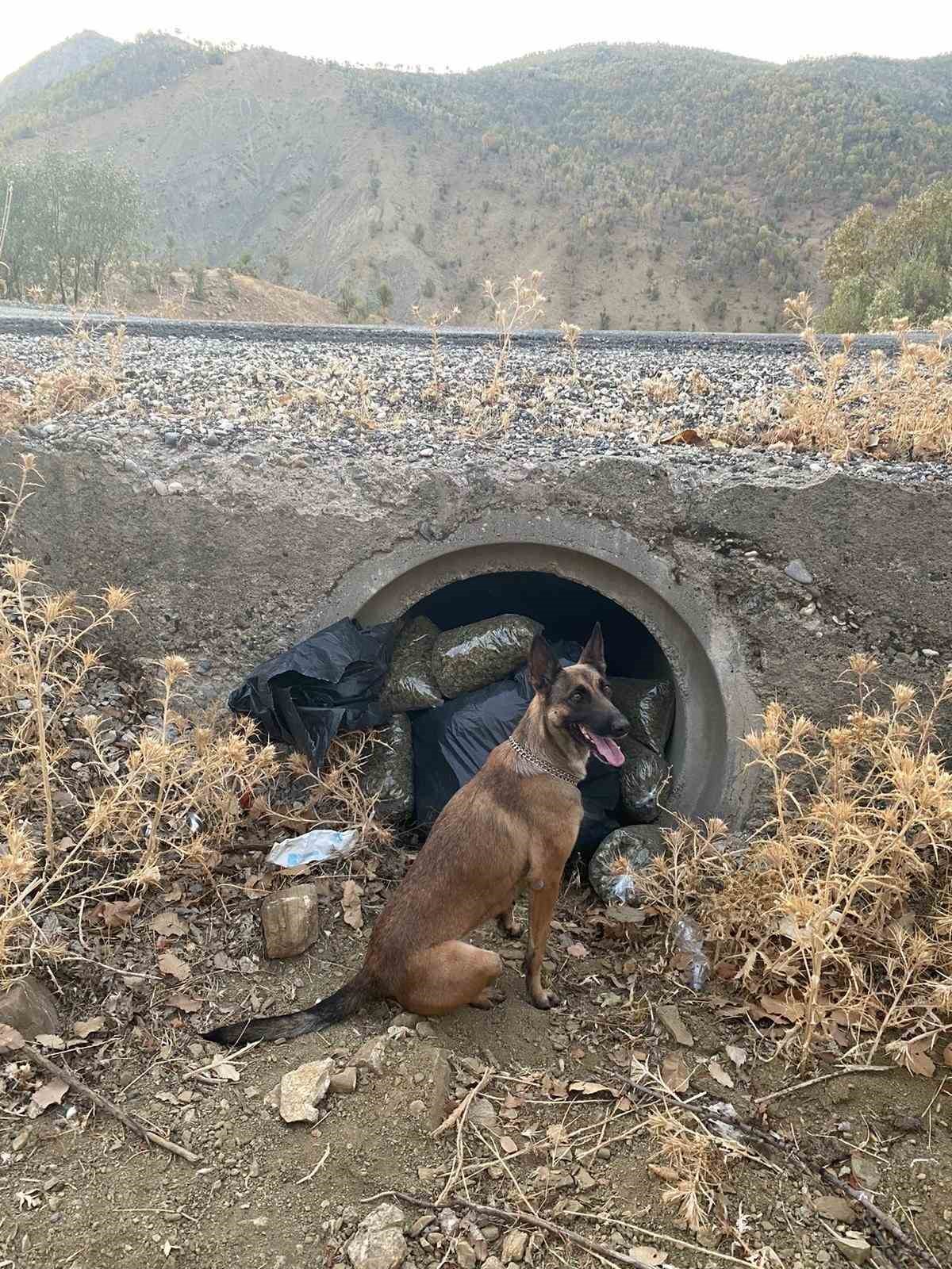 Diyarbakır’da 121 kilo esrar, 350 bin kök skunk ve kenevir ele geçirildi