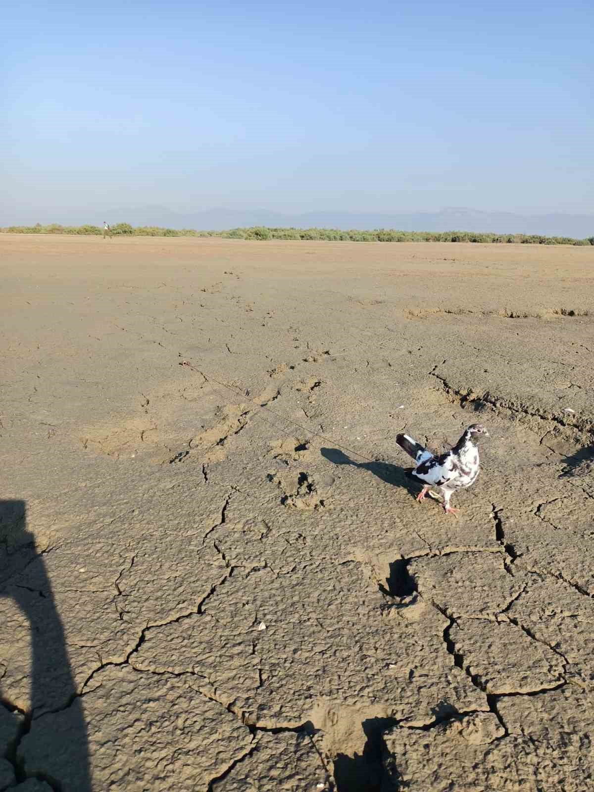 Bafa G&ouml;l&uuml;&rsquo;nde yırtıcı kuşları avlayan şahıs DKMP ekiplerine yakalandı
