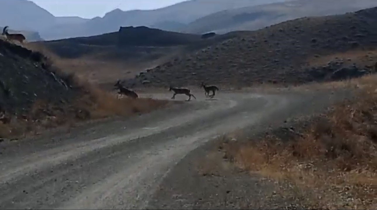 Yüksekova’da dağ keçisi avlayan 9 şüpheli hakkında adli tahkikat başlatıldı