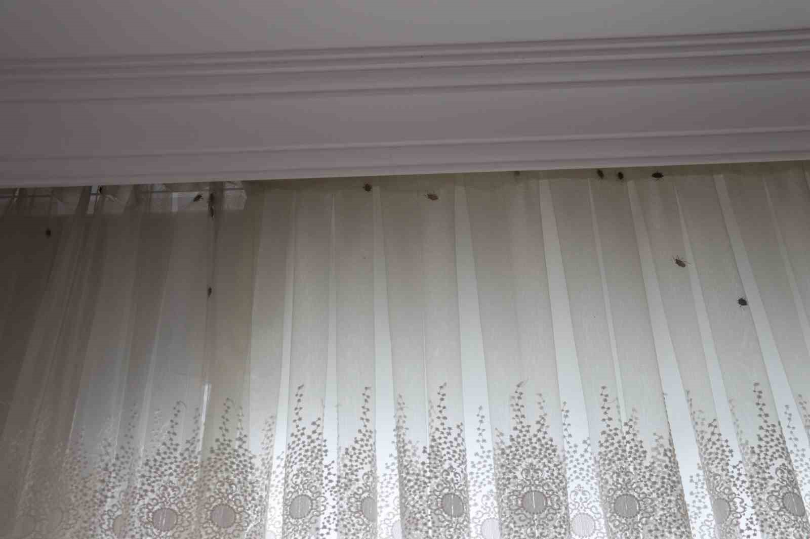 Sağlam: 'Kahverengi kokarca ile mücadele milli seferberliktir'