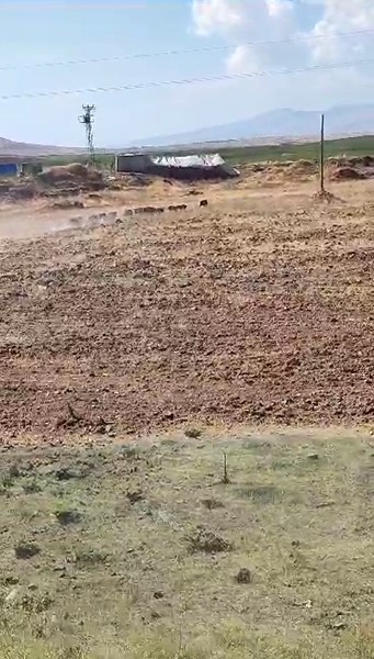 Çiftçinin kabusu domuz sürüsü görüntülendi