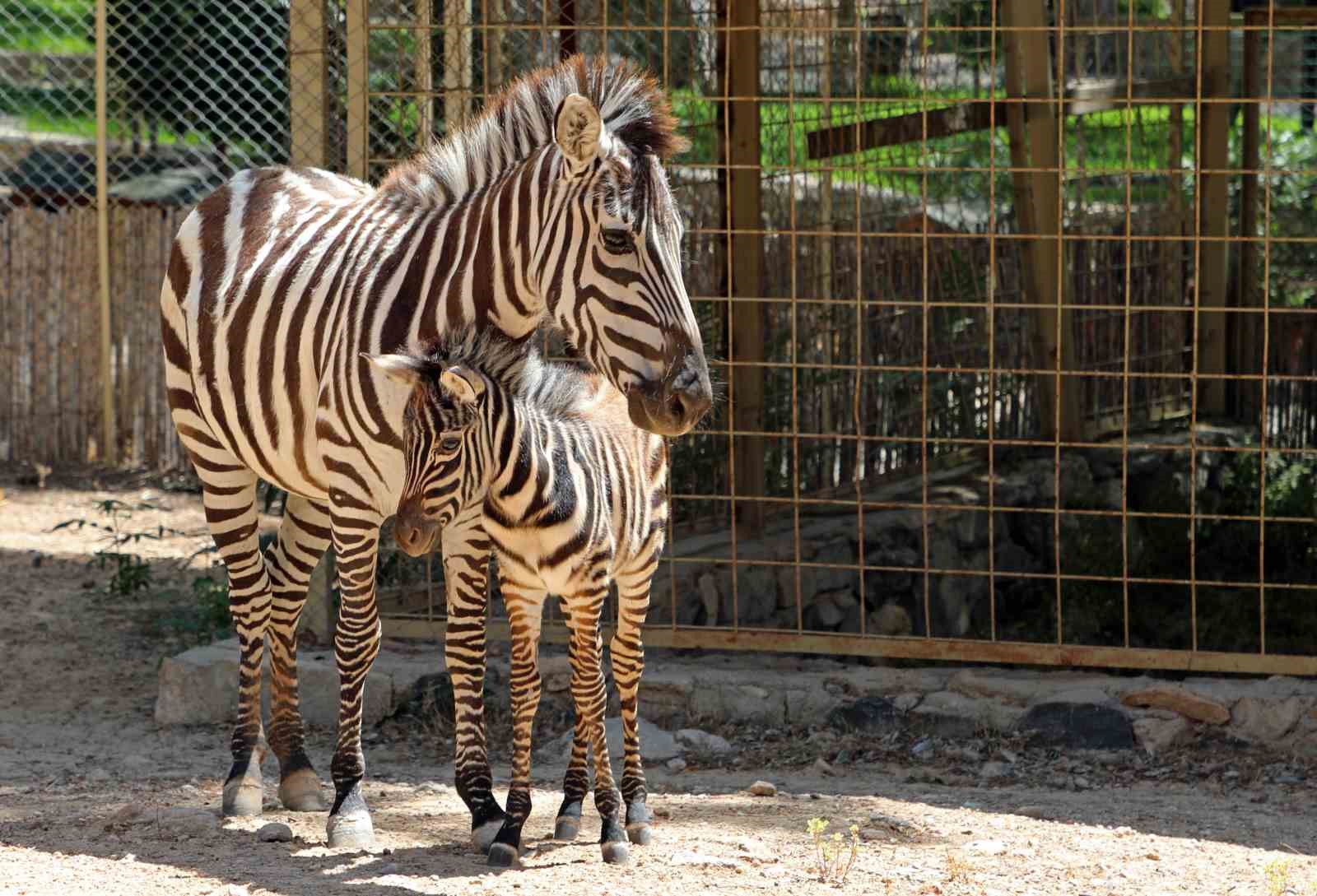 Antalya Doğal Yaşam Parkı 4 Ekim’de ücretsiz