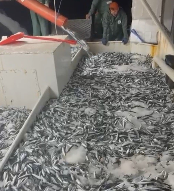 &Ccedil;anakkale Boğazı&rsquo;nda 30 ton sardalya yakaladı
