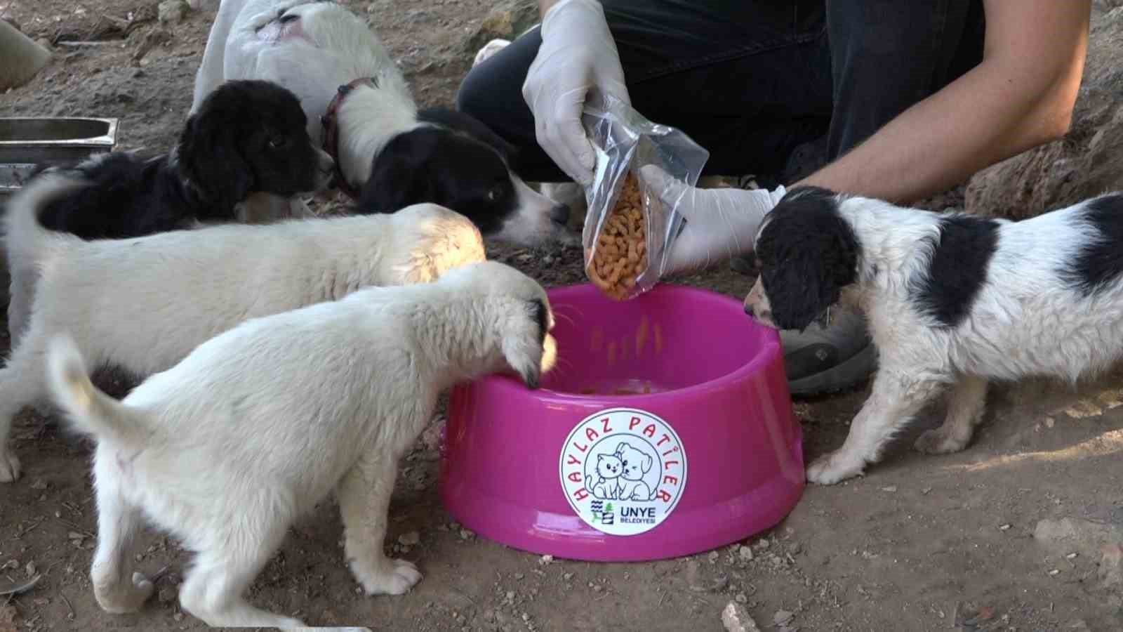 Ünye’de, sokak hayvanları için mama tesisi hizmete açılıyor