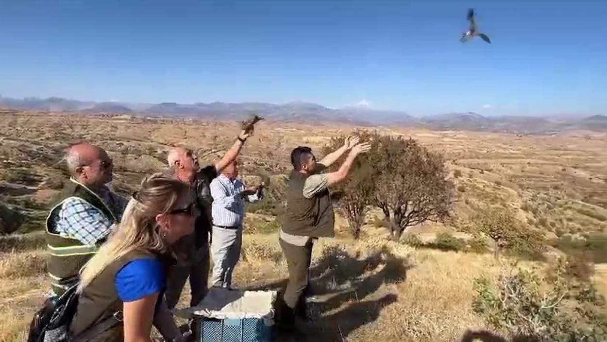 Yaralı keklikler tedavi edilerek doğaya bırakıldı
