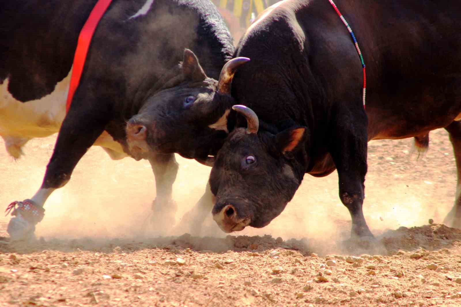 Osmanlı’dan gelen Yörük geleneği, ‘Boğa güreşi’