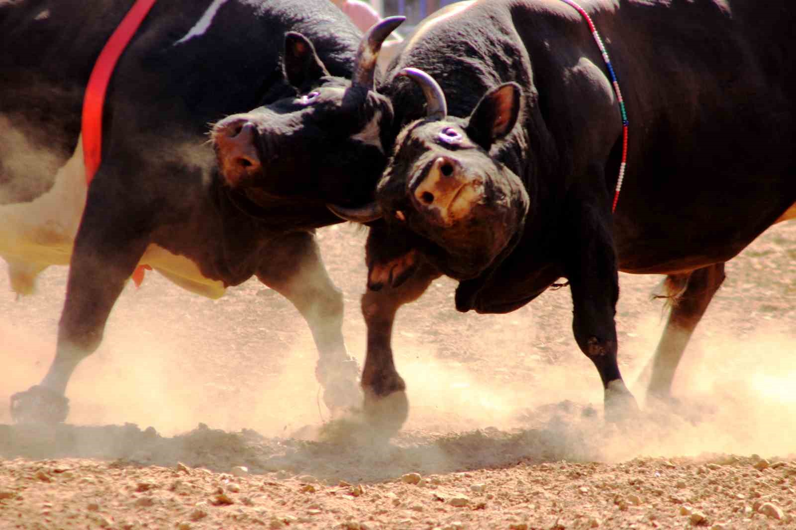 Osmanlı&rsquo;dan gelen Y&ouml;r&uuml;k geleneği, &lsquo;Boğa g&uuml;reşi&rsquo;
