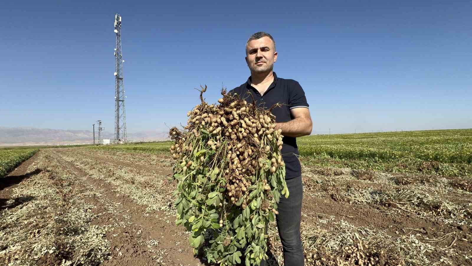 Terörün yerini huzura bıraktığı sınır hattında yer fıstığı hasadı başladı