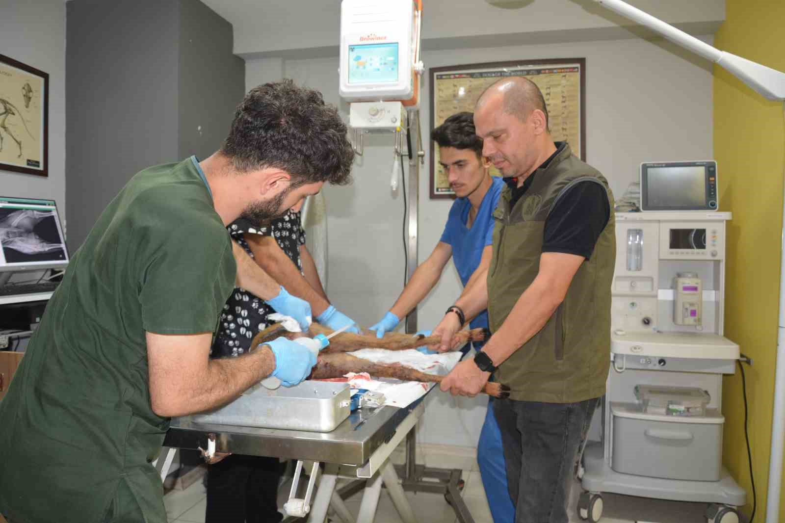 Hayvanların saldırısına uğrayan karaca koruma altına alındı
