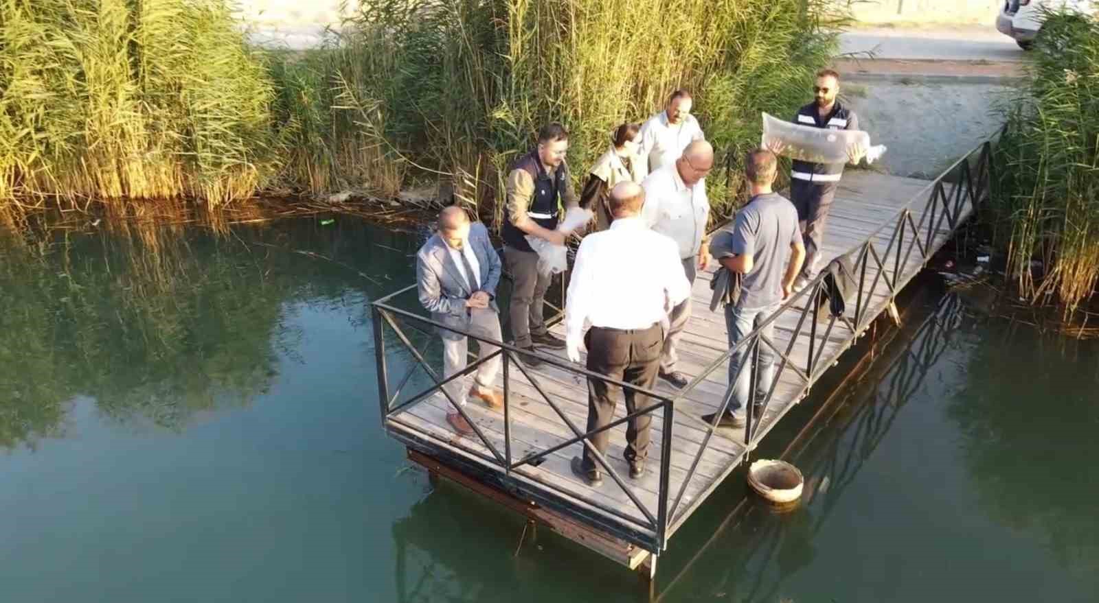 Erzincan&rsquo;da 902 bin sazan balığı yavrusu suyla buluşturuldu
