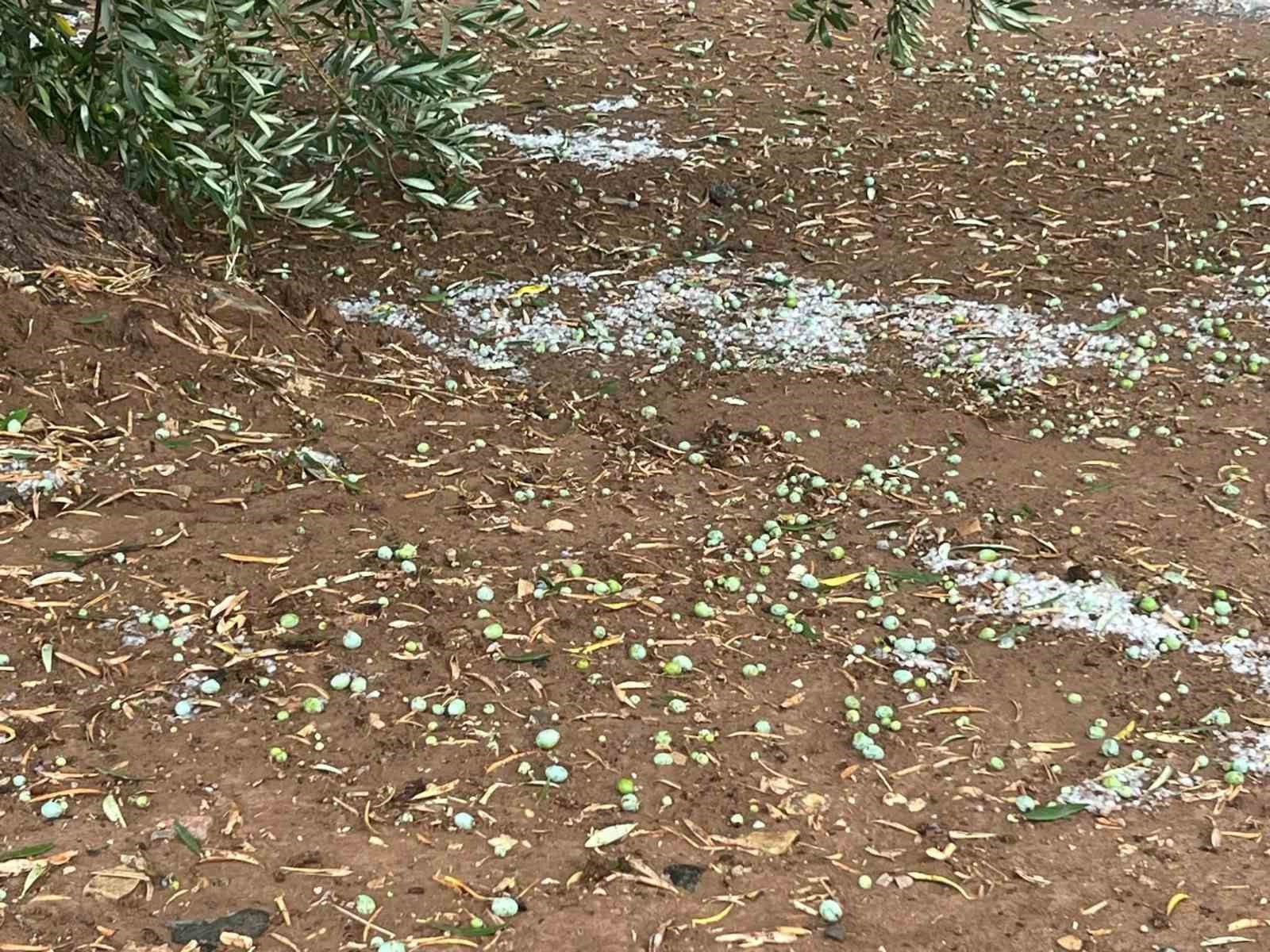 Dolu yağışı zeytin ağaçlarına zarar verdi