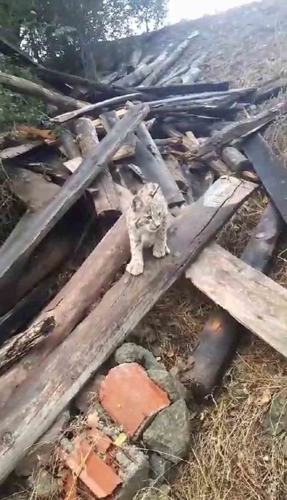 'Kedi değil Aslan gibi'