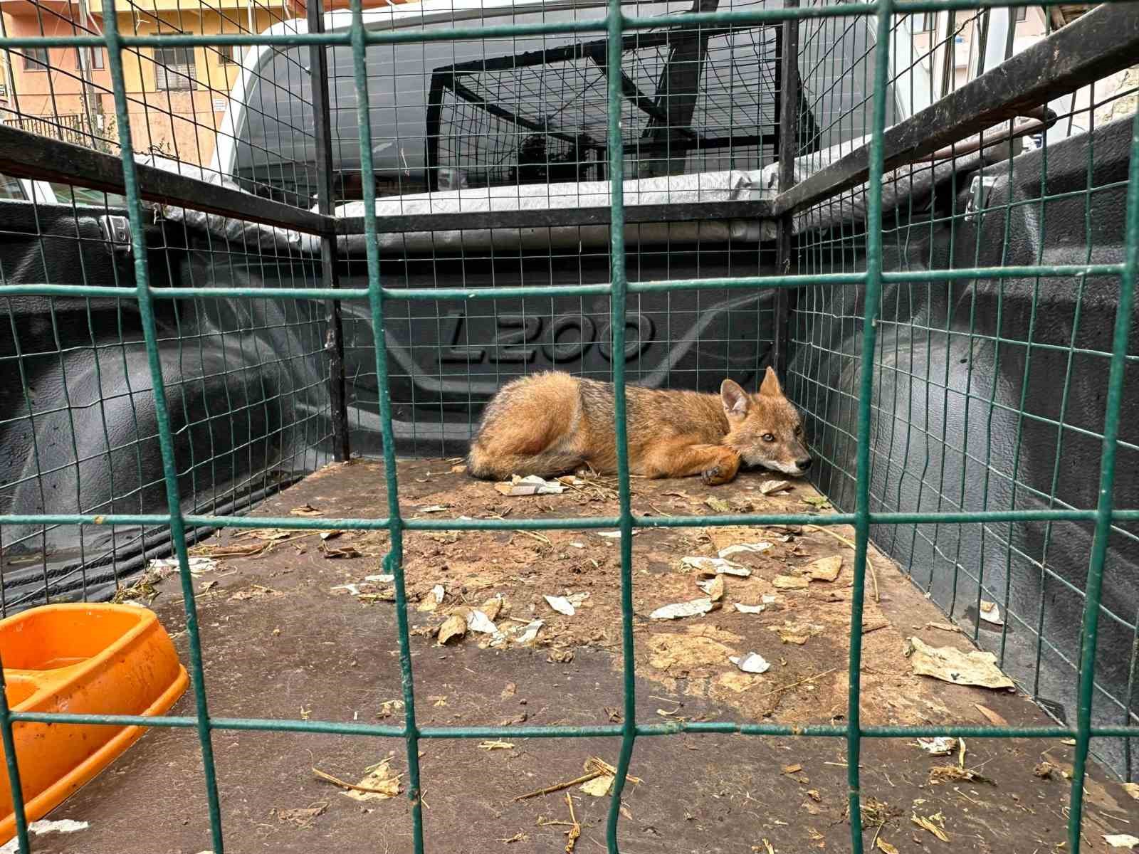 4 Ekim Dünya Hayvanları Koruma Gününde Artvin’de çakal ve baykuş doğaya bırakıldı