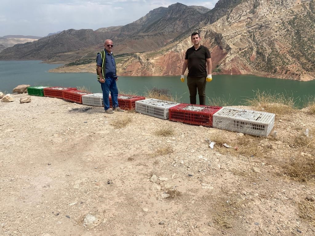 Siirt’te kene avcısı bin sülün doğaya salındı