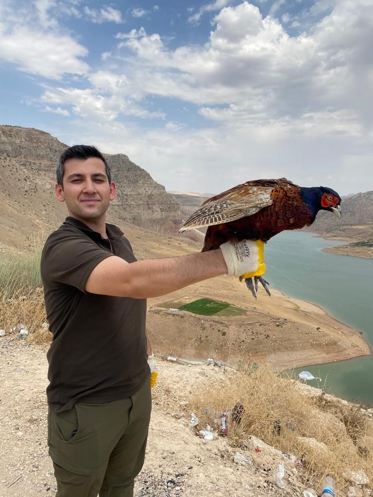 Siirt&rsquo;te kene avcısı bin s&uuml;l&uuml;n doğaya salındı
