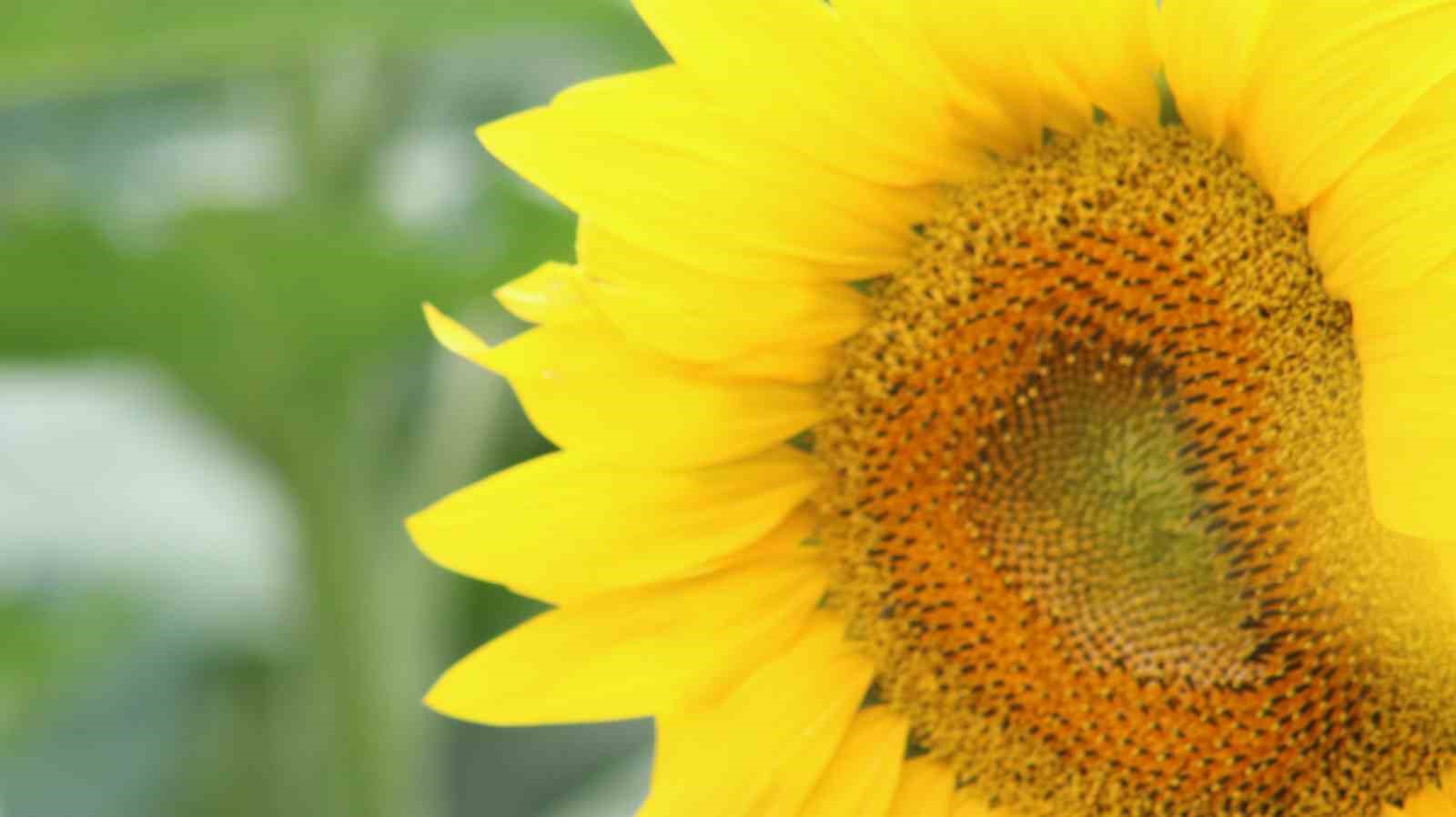 Aşırı sıcaklar ve kuraklık ayçiçeğini vurdu