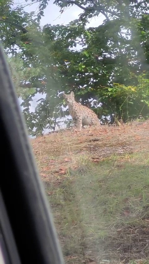 Tokat’ta nesli tükenme tehlikesi altında olan vaşak görüntülendi 