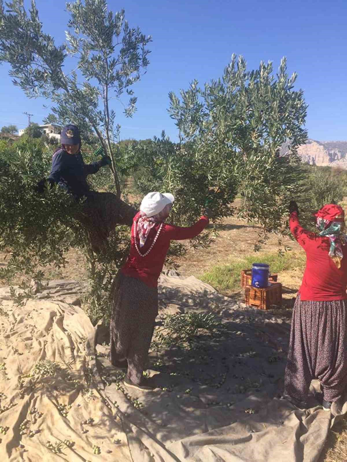 Mut&rsquo;ta 269 bin dekar alanda 15 milyon ağa&ccedil;ta zeytin hasadı başladı
