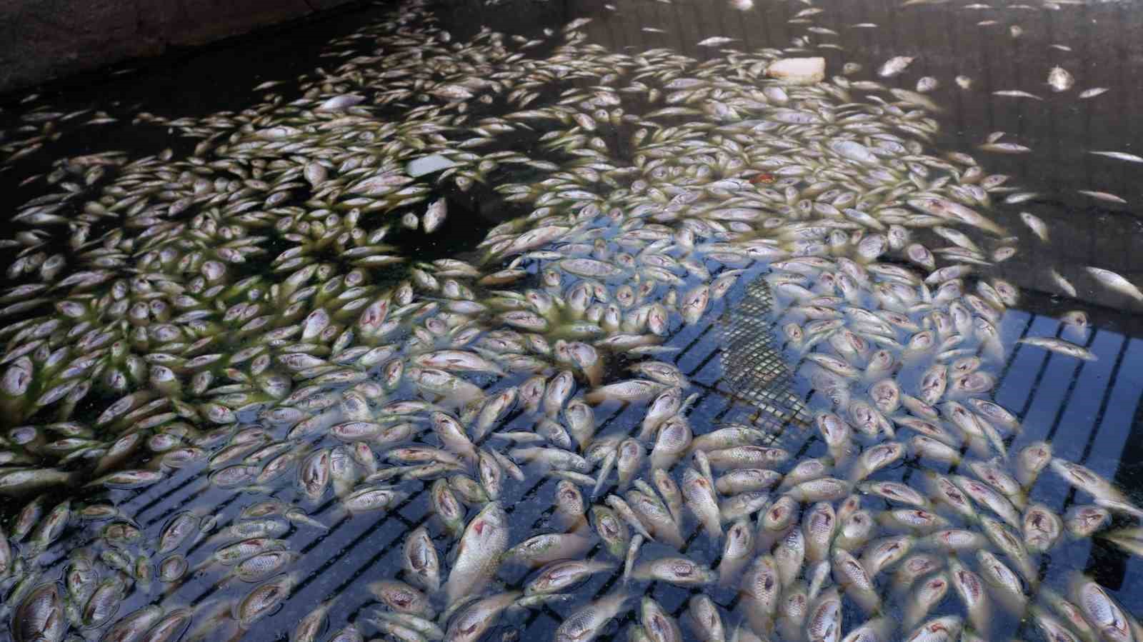 Edirne’de toplu balık ölümleri