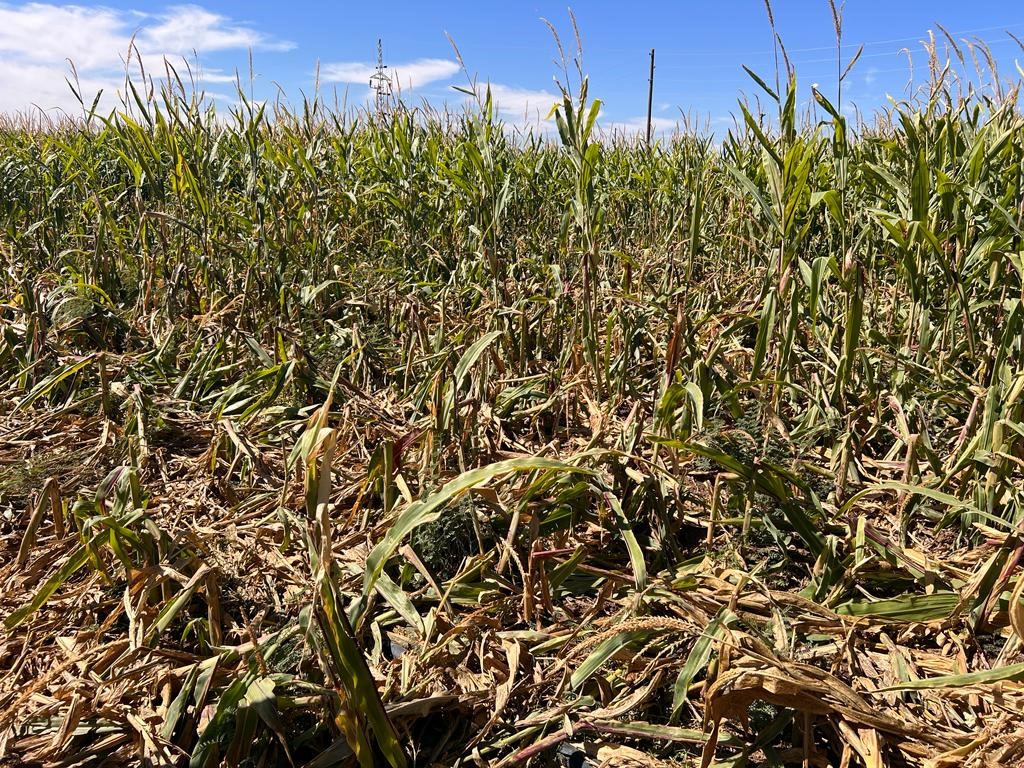 Mardin’de domuz sürüsü mısır tarlasına dadandı