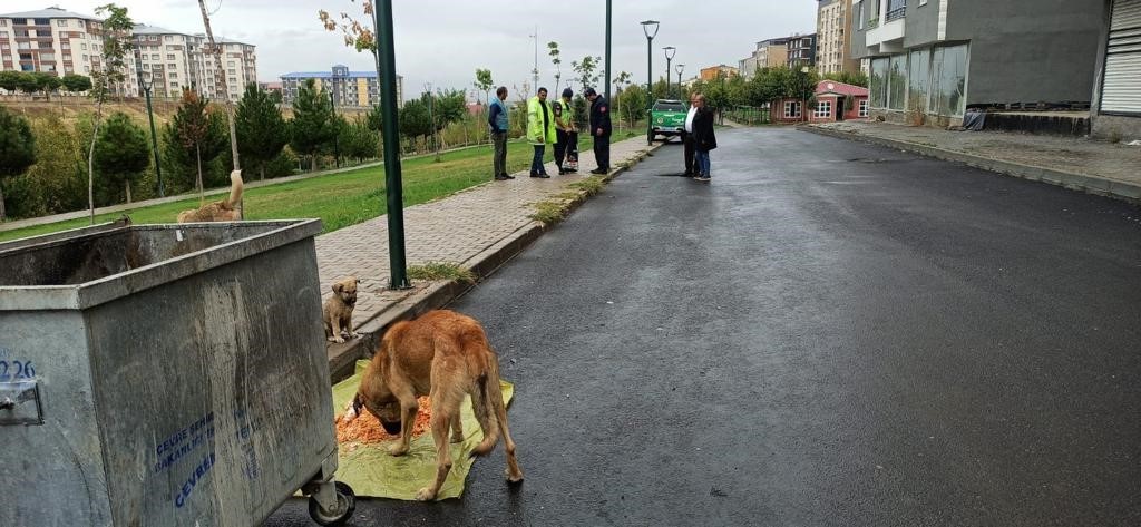 Jandarma ekipleri sokak hayvanlarını besledi