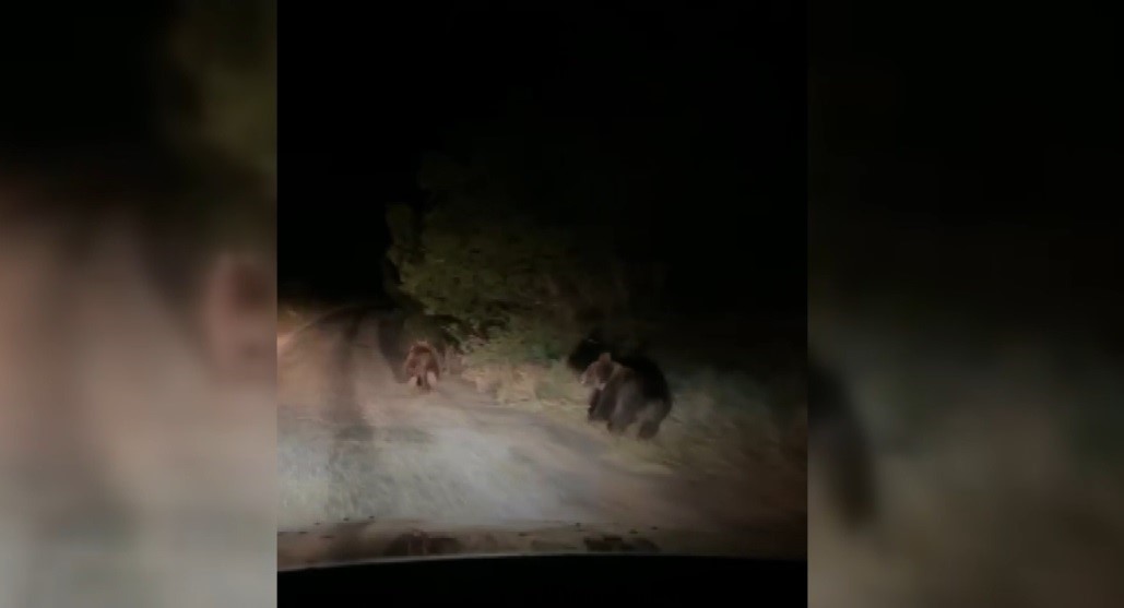 Gece otomobilin &ouml;n&uuml;nde koşan iki ayı cep telefonuyla g&ouml;r&uuml;nt&uuml;lendi
