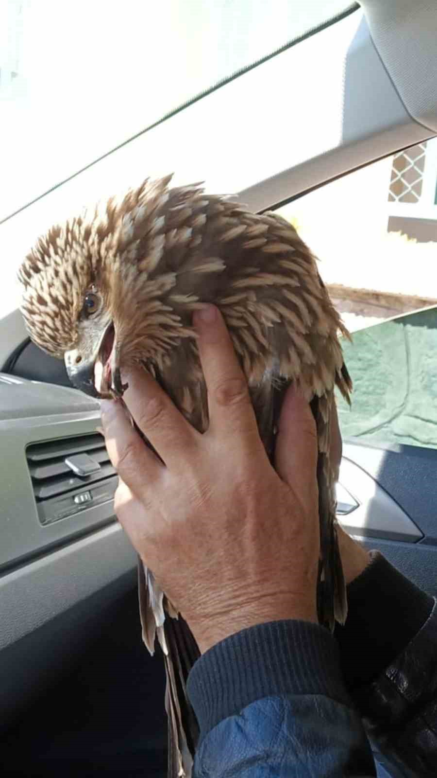 Yaralı bulduğu Kızıl Kartal&rsquo;ı DKMP&rsquo;ye teslim etti
