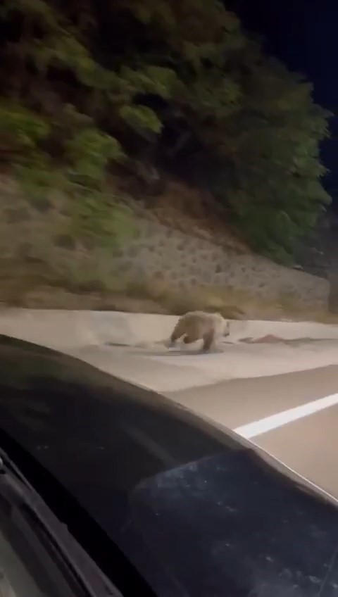 G&uuml;m&uuml;şhane&rsquo;de okul bah&ccedil;esine giren ayı kameralara yakalandı
