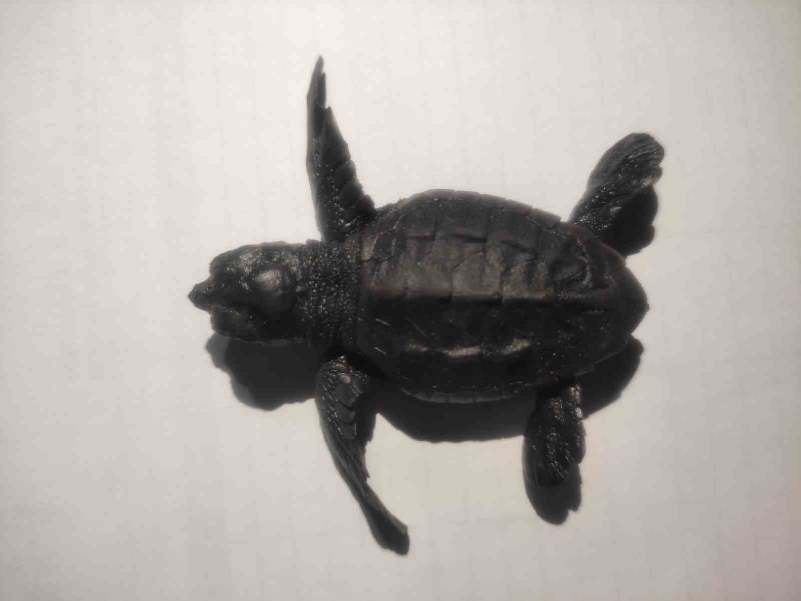 G&ouml;k&ccedil;eada&rsquo;da caretta caretta yuvası bulundu
