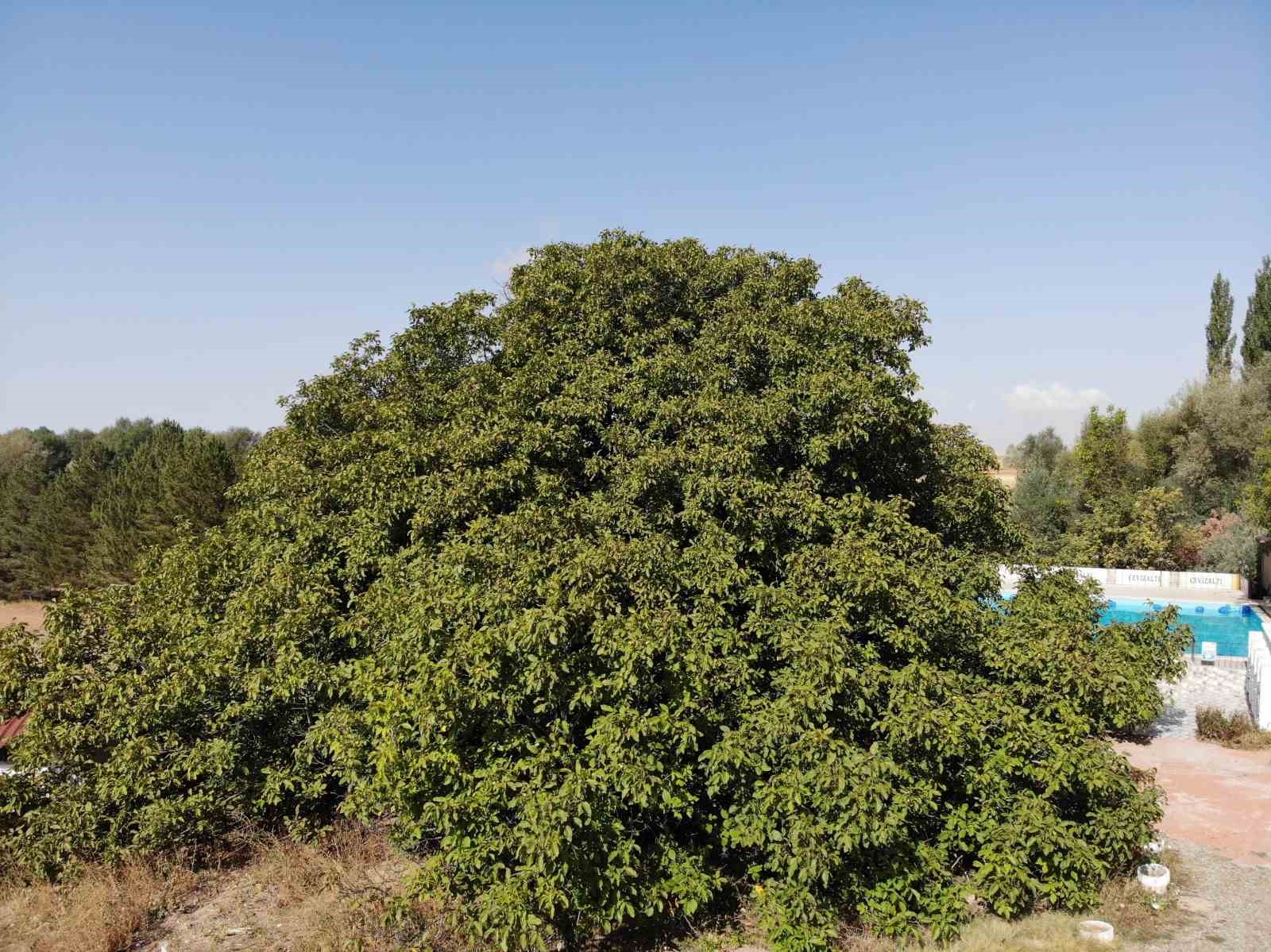 3 asırdır meyve veriyor
