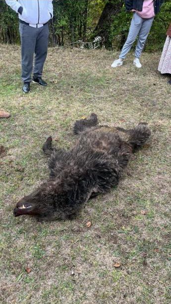 Ayının saldırısına uğrayan yaşlı adamı komşuları kurtardı 